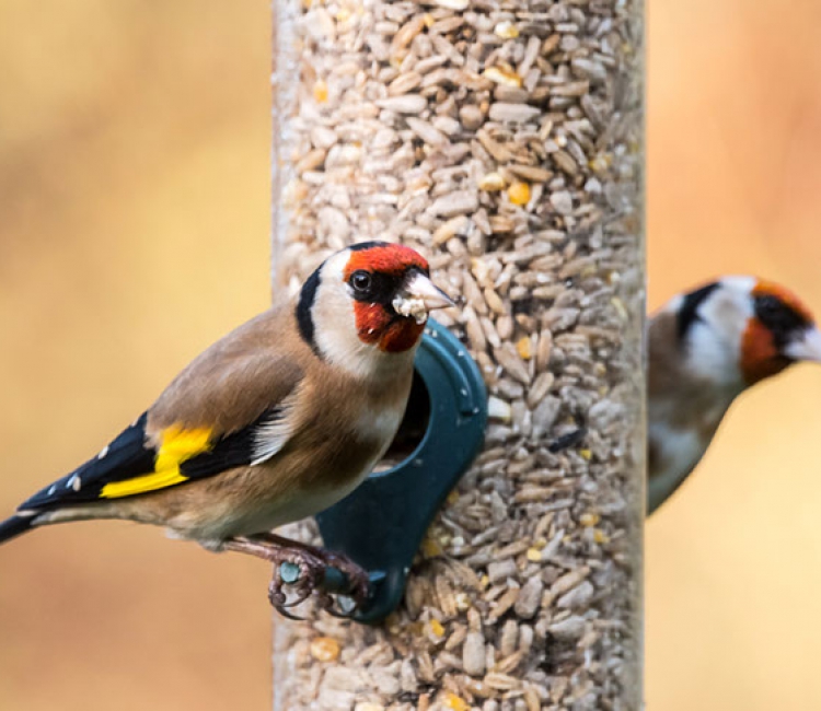 Vogelmengeling