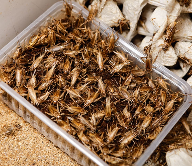 Levende insecten & wormen