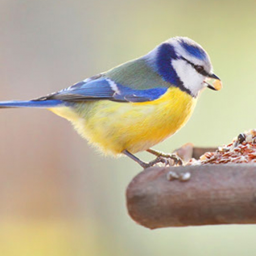 Wat moet ik doen als mijn vogel niet meer wil eten?