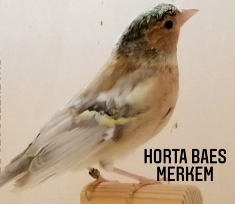 Vink Agaat Pastel man 2025
